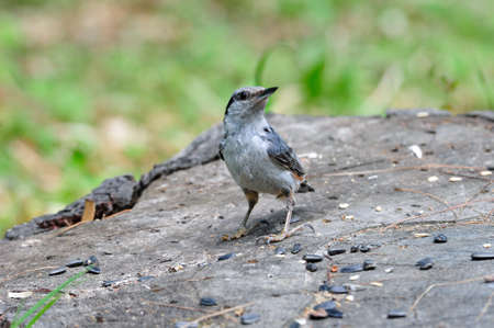The Eurasian nuthatch or wood nuthatch is a small passerine bird found throughout temperate Asia の写真素材