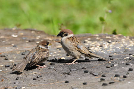Eurasian tree sparrow. Sparrow pecks sunflower seeds. The adult bird and chick. Adult bird feeding nestlings.の写真素材