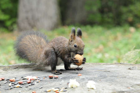 Dark brown squirrel. Squirrel gnaws walnut. Squirrel - a rodent of the squirrel family.の写真素材