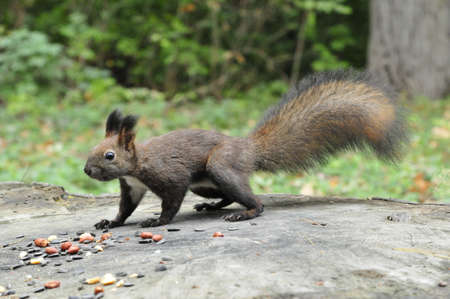 Dark brown squirrel. Squirrel gnaws walnut. Squirrel - a rodent of the squirrel family.の写真素材