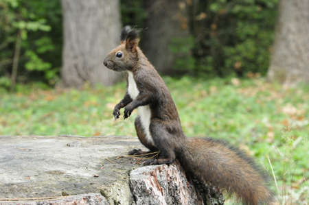 Dark brown squirrel. Squirrel gnaws walnut. Squirrel - a rodent of the squirrel family.の写真素材