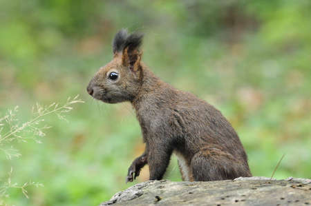 Dark brown squirrel. Squirrel gnaws walnut. Squirrel - a rodent of the squirrel family.