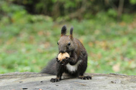 Dark brown squirrel. Squirrel gnaws walnut. Squirrel - a rodent of the squirrel family.の写真素材