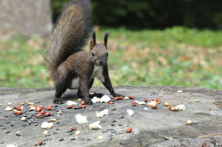 Dark brown squirrel. Squirrel gnaws walnut. Squirrel - a rodent of the squirrel family.の写真素材