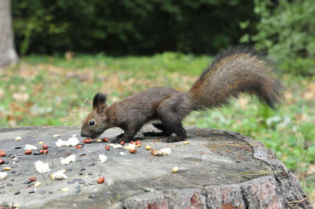 Dark brown squirrel. Squirrel gnaws walnut. Squirrel - a rodent of the squirrel family.の写真素材