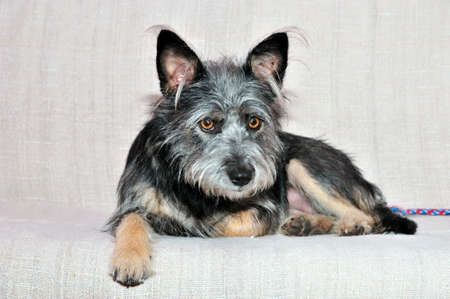 Mongrel dog, mongrel dog similar to the breed Cairn Terrier or a Australian terrier.の写真素材