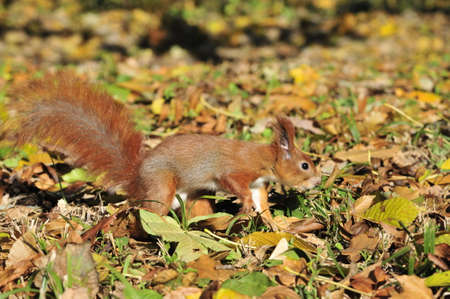 Squirrel gnaws walnut. Squirrel - a rodent of the squirrel family.の写真素材
