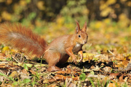 Squirrel gnaws walnut. Squirrel - a rodent of the squirrel family.の写真素材