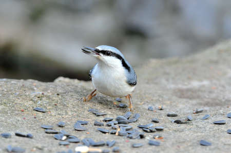 The Eurasian nuthatch or wood nuthatch is a small passerine bird found throughout temperate Asia and in Europe, where it is often referred to just as the nuthatch.の写真素材
