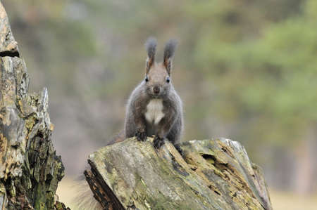 Squirrel. Autumn, November.
