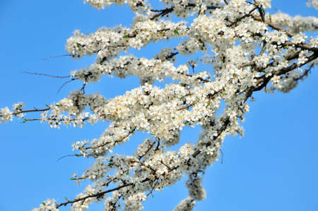 Flowering apricot. White flowers of apricot on a tree branch.