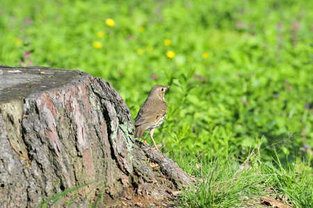 Bird Song Thrush (Latin Turdus philomelos) - A small songbird of the thrush family.の写真素材