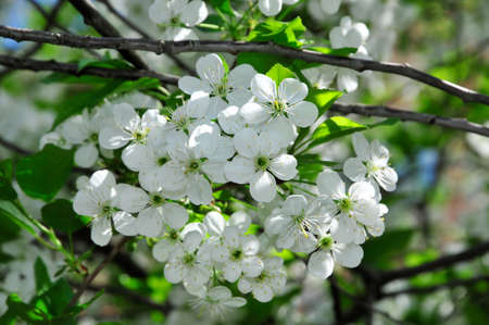 Cherry blossoms. White cherry flowers on a tree branch.