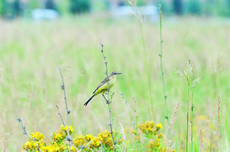 Western yellow wagtail.Yellow Wagtail - small slender bird motacillidae family that lives in the vast territory of Europe, Asia, Africa and Alaska.の写真素材