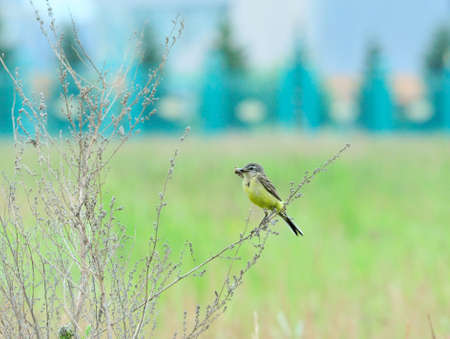 Western yellow wagtail.Yellow Wagtail - small slender bird motacillidae family that lives in the...