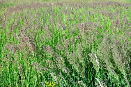 Meadow grasses, meadow, field.