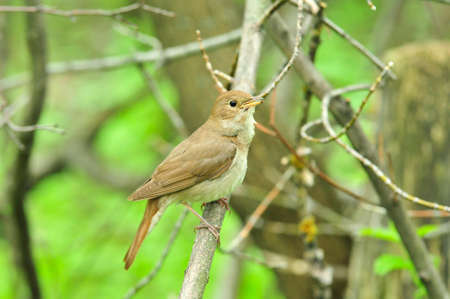 The thrush nightingale, sprosser.