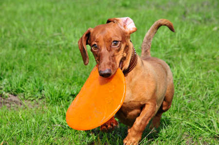 The dog runs along the grass, the dog follows the trail. A dog of the breed is a standard...