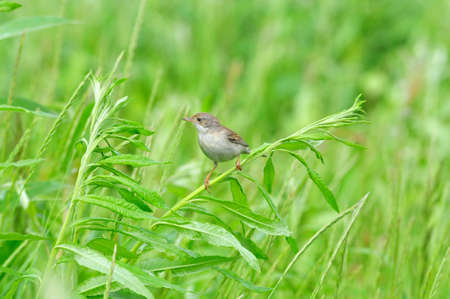 Northern wheatear, bird, female. Bird of the flycatcher family. The bird made a nest on the stony bank of the river.の写真素材