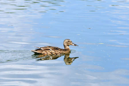 Mallard is a bird of the duck family detachment of waterfowl.の写真素材
