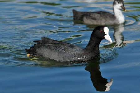 Eurasian coot, bird - a small waterfowl. Rail bird.の写真素材