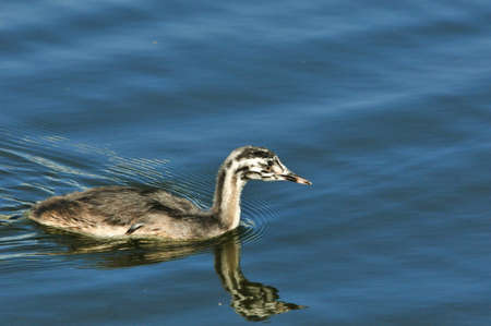 The great crested grebe is a member of the grebe family of water birds. Nestling, young bird.の写真素材