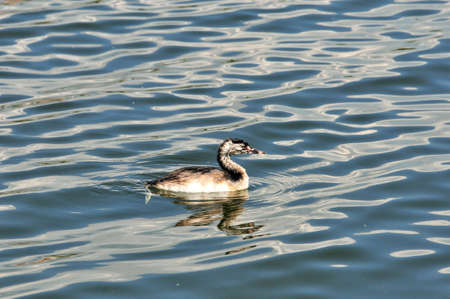 The great crested grebe is a member of the grebe family of water birds. Nestling, young bird.の写真素材