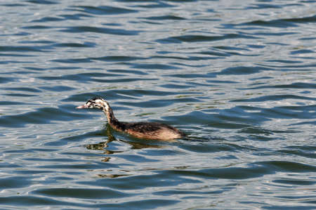The great crested grebe is a member of the grebe family of water birds. Nestling, young bird.の写真素材