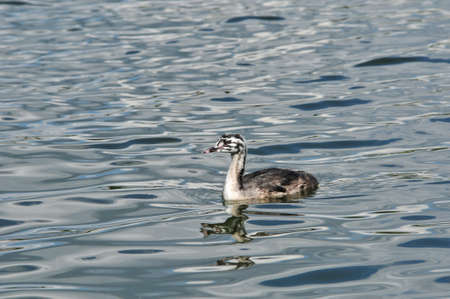 The great crested grebe is a member of the grebe family of water birds. Nestling, young bird.の写真素材