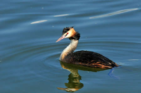 The great crested grebe is a member of the grebe family of water birds.の写真素材