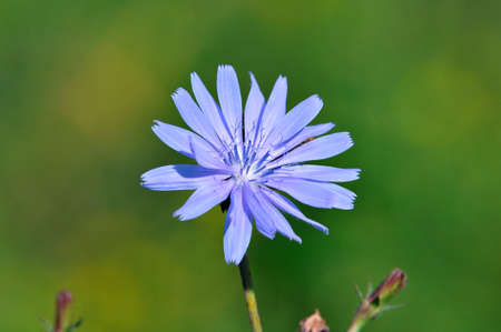 Chicory is a species of perennial herbaceous plants from the genus Cichorium of the family Asters. Medicinal, melliferous, culinary herb.の写真素材