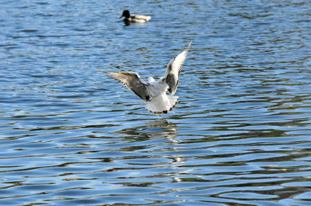 Black-headed gull.A young bird, the plumage of a young bird. The bird lands on the surface of the...