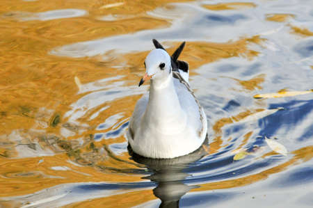 Black-headed gull.A young bird, the plumage of a young bird. Autumn, October.の写真素材