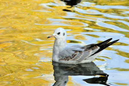 Black-headed gull.A young bird, the plumage of a young bird. Autumn, October.の写真素材