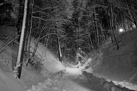 Night winter landscape in the park. Walking trail.の写真素材