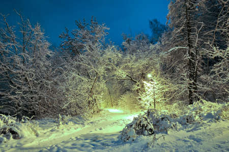 Night winter landscape in the park. Walking trail.