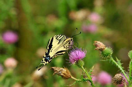 Swallowtail butterfly, Old World swallowtail. Swallowtail butterfly drinks nectar from a thistle flower plant.の写真素材
