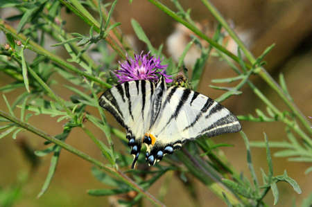 The Scarce Swallowtail it is also called Sail Swallowtail or Pear-tree Swallowtail.Podalirius (Latin...