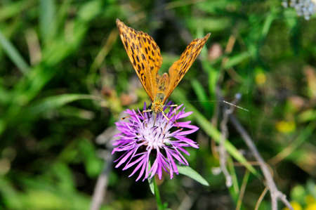 The silver-washed fritillary (Argynnis paphia) butterfly. Centaurea scabiosa or greater knapweed is a perennial plant of the genus Centaurea.の写真素材