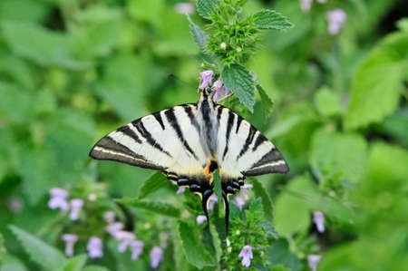 The Scarce Swallowtail, Sail Swallowtail, Pear-tree Swallowtail, Podalirius - Butterfly sailboats...