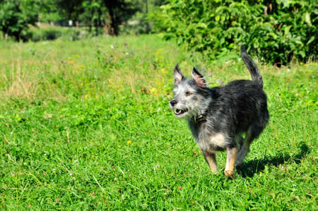 The dog runs and barks. Mongrel dog, Cairn Terrier or a Australian terrier mongrel dog.