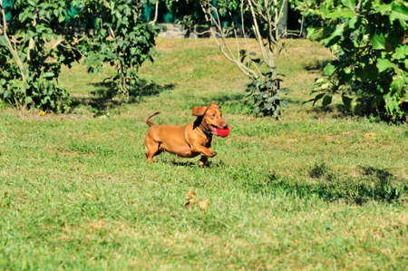 A dachshund dog runs with the ball. A dog of the breed is a standard smooth-haired dachshund, the...