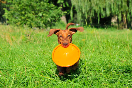 Dog breed standard smooth-haired dachshund, bright red color. Dog running with flying saucer. Dog playing. Dog for a walk.の写真素材