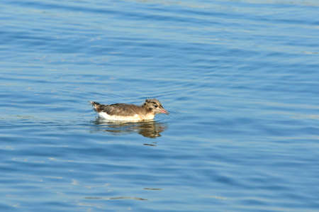 Black-headed gull, bird. The nestling swims in the river.