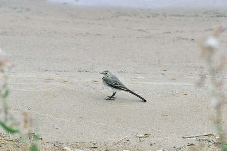 White wagtail, bird. The wagtails form the passerine bird genus Motacilla.