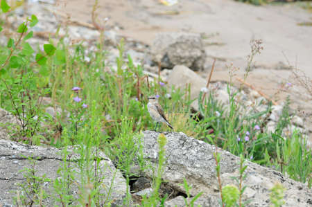 White wagtail, bird. The wagtails form the passerine bird genus Motacilla.