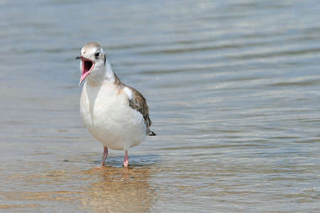 Black-headed gull, bird. Young bird, chick, summer. Seagull with an open beak.
