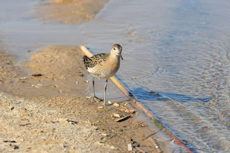A sandpiper bird walks along a sandy beach and searches for food on the banks of the Volga River....