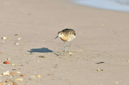 A sandpiper bird walks along a sandy beach and searches for food on the banks of the Volga River....