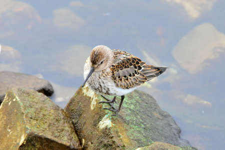 The western sandpiper (Calidris mauri) is a small shorebird.の写真素材